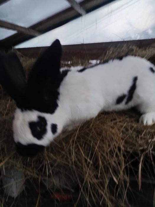 Króliki srokacze czarne