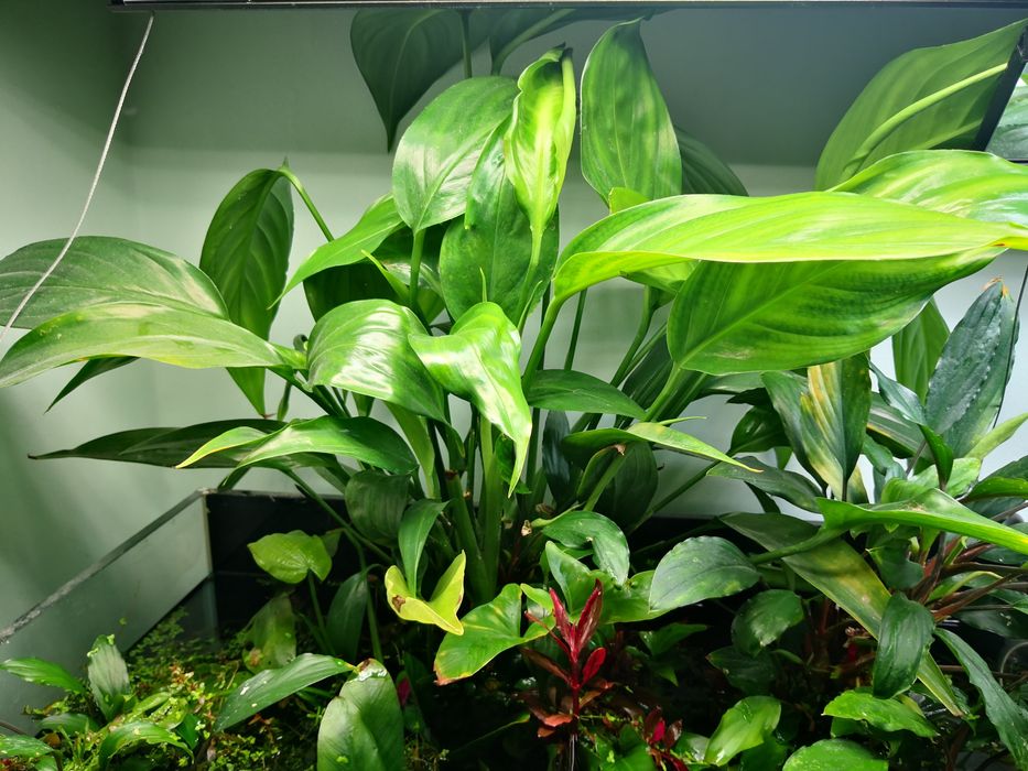 Philodendron sp. papua new guinea