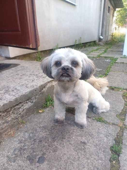 Доброго дня Шукаємо пару для хлопчика ши-цу Можливо хтось хоче звести