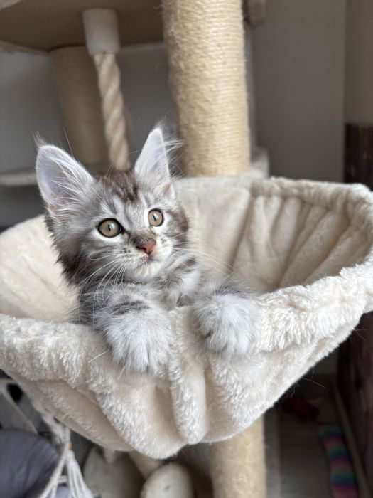 Kotka Maine coon