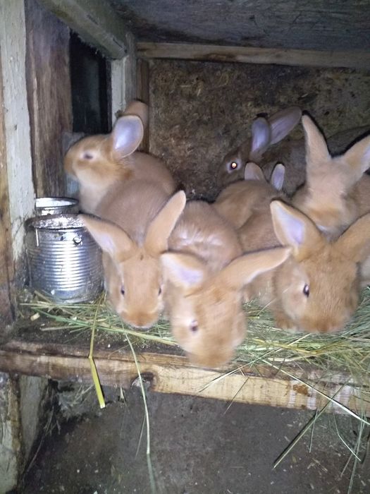 Продам кроликов бургундской породы