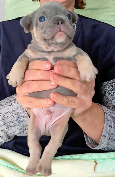 Французский бульдог лиловый подпал