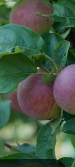 Продам дачу (земельный участок 5соток)