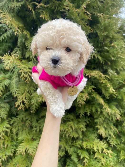 Мальтіпу мікро мальтіпушки