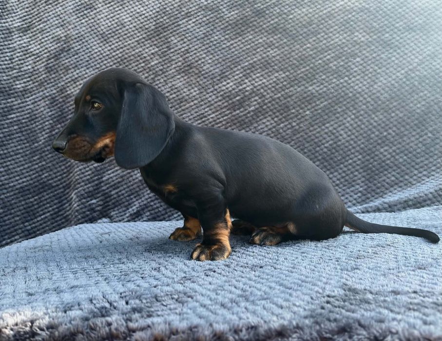 Jamnik miniaturowy piesek Lipsko • OLX.pl