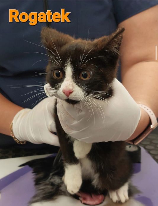 Rogatek poleca się do adopcji!