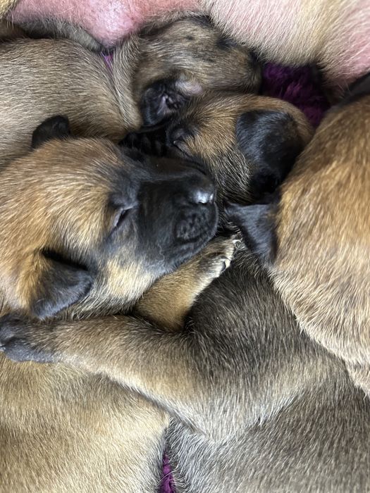 Цуценя бельгійської вівчарки малінуа