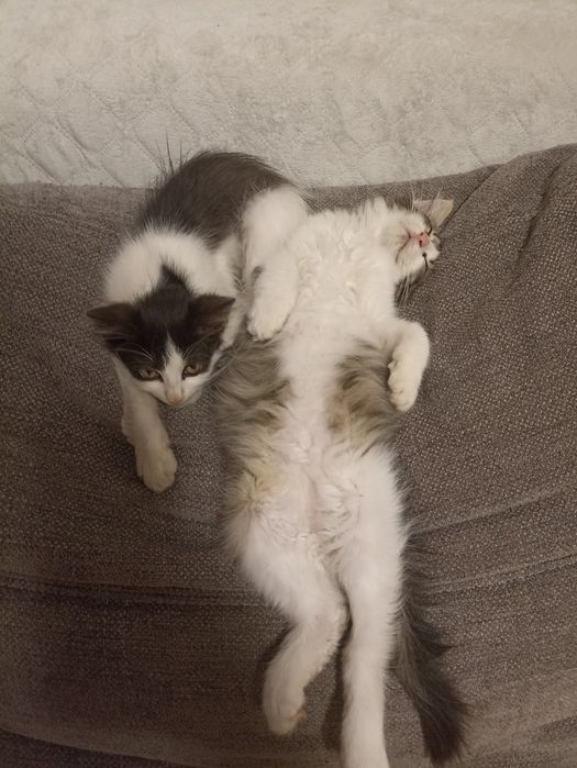 Котик в добрі руки