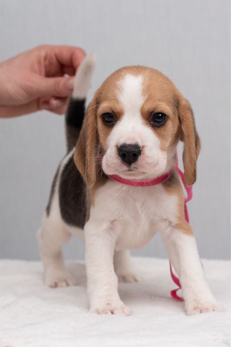 Цуценята бігля : хлопчик та дівчатка, родовід КСУ