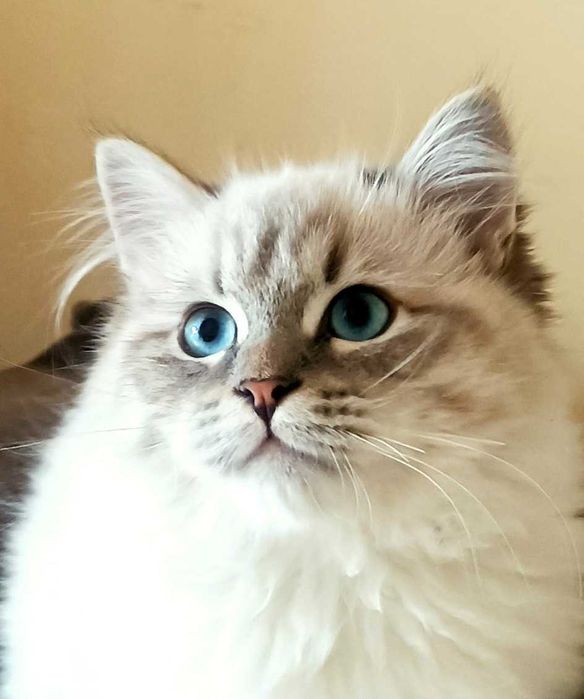 Kocurek Neva Masquarade