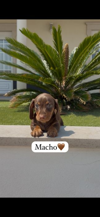 Teckel miniatura macho