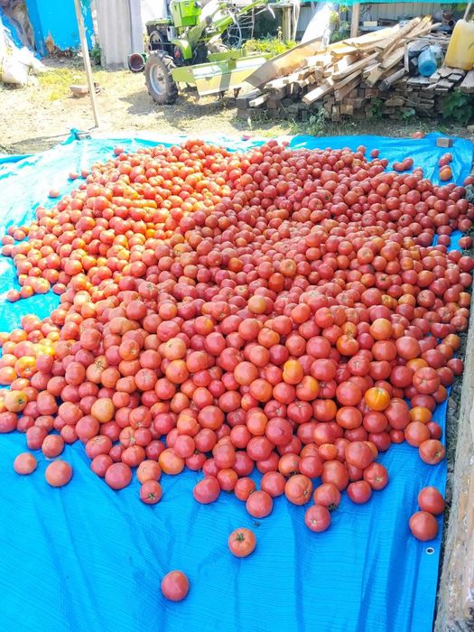 Продам томат рожевий