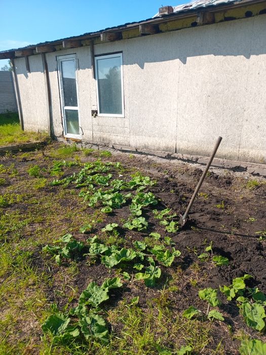 Продам свежезамороженный сок лопуха апрельский