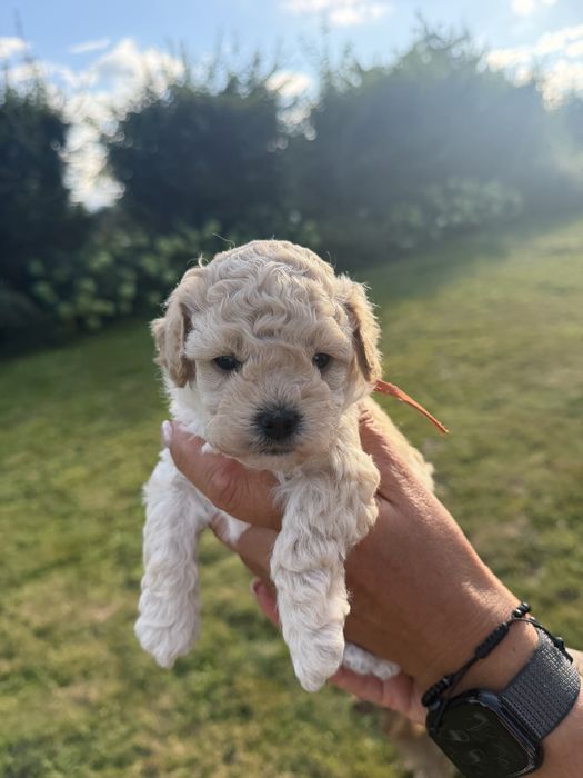 Bichpoo, poochon, maltipoo - cudowna sinia