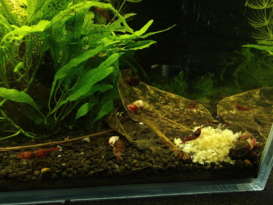 Krewetki Ruby Red
