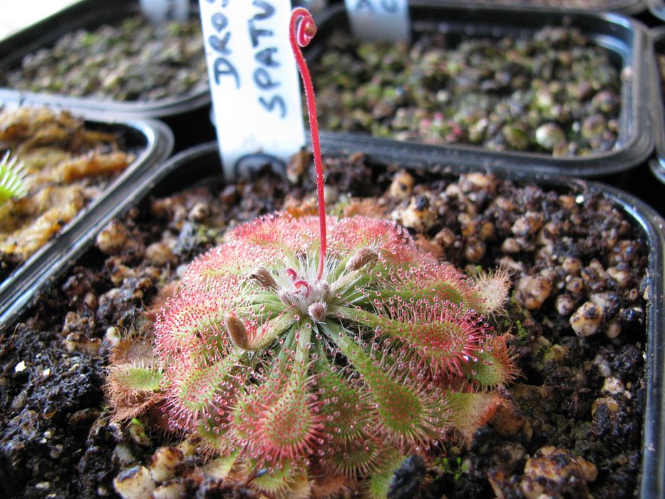 KIT COMPLETO para Planta Carnivora Drosera Spatulata
