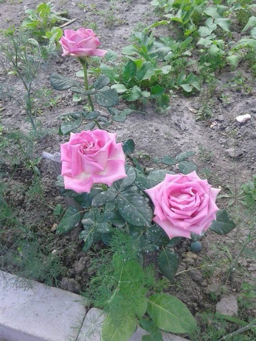 Продам усадьбу на Корбутівці!