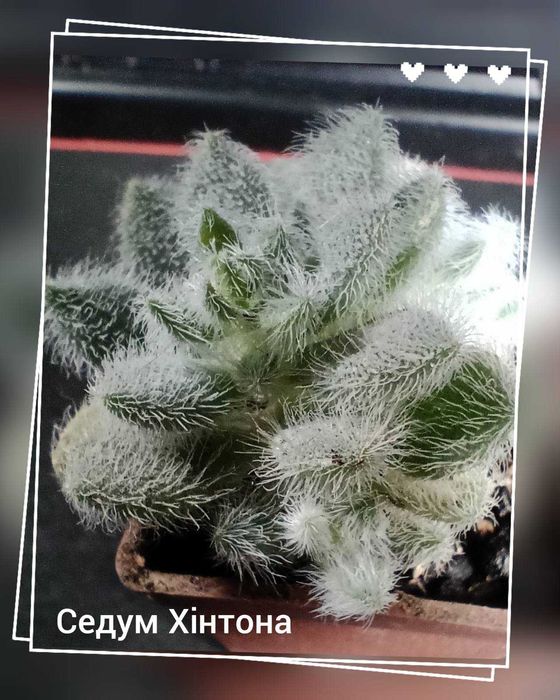 Очиток Хінтона (Sedum hintonii), сукулент