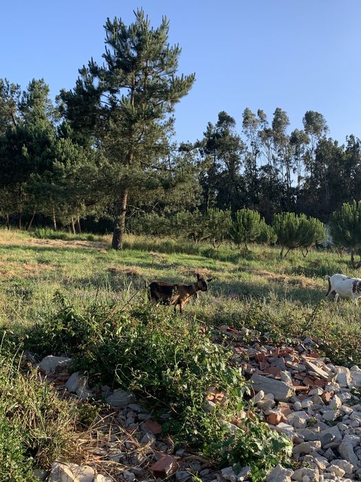 Vende se Cabras Anãs