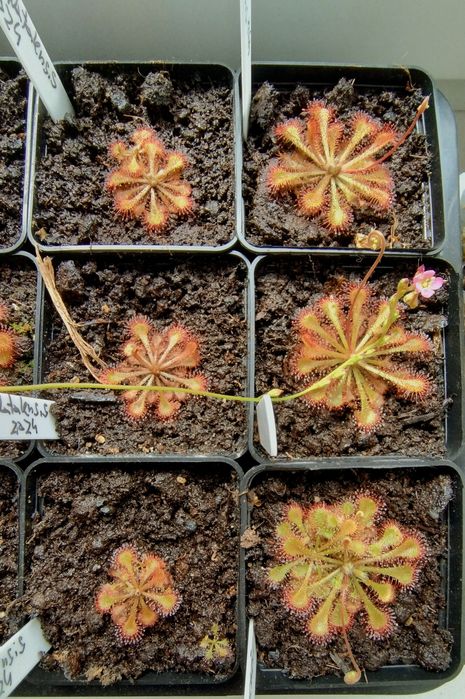 Drosera Natalensis i spatulata lovellae (rosiczka)