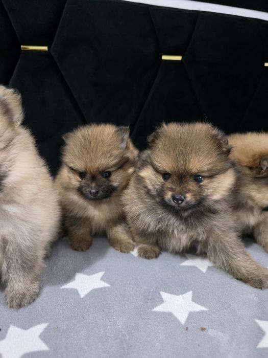 Szpic miniaturowy pomeranian