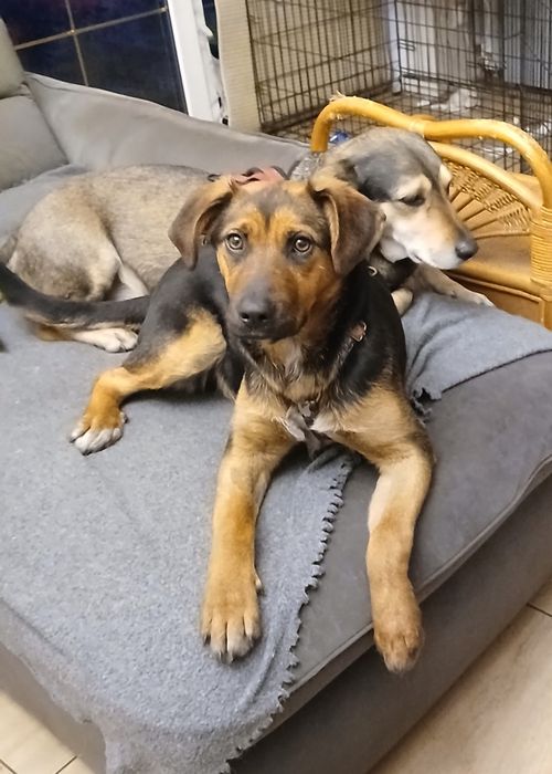 Nela- szczeniak z Sobolewa pies suczka