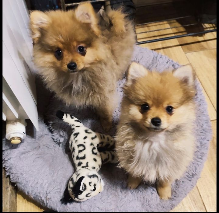 Красиві дівчатка шпіци