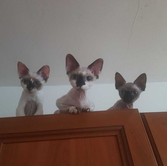 Devon rex, FPL, niebieski point