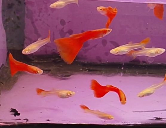 Gupik full red albino