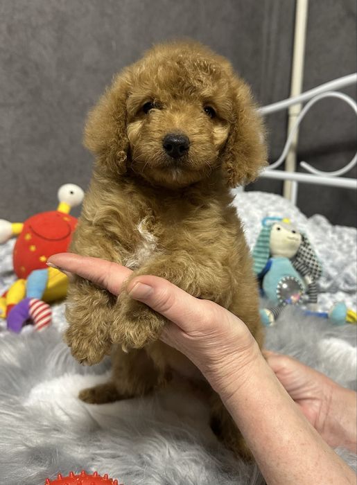 Пуделята  симпатюльки