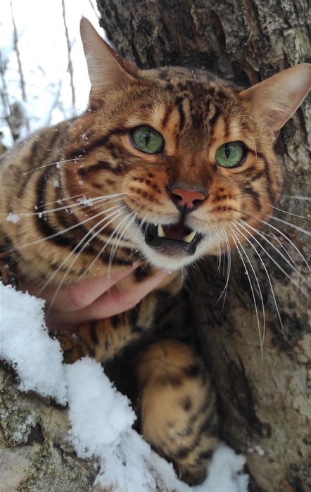 Бенгальский котик вязка