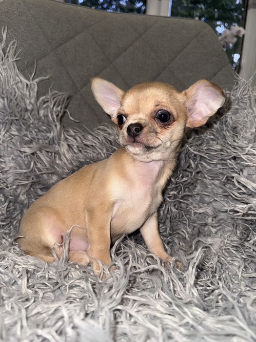 Suczka chihuahua