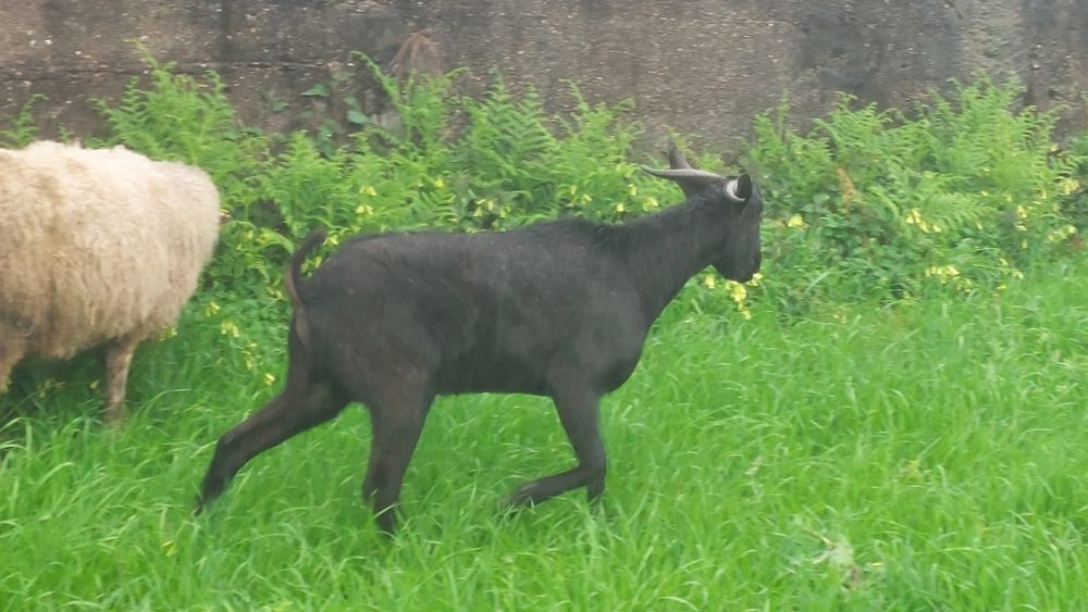 Vende se bom gado