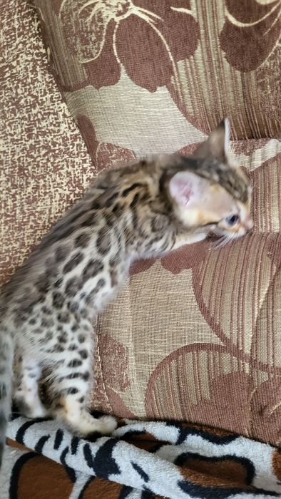 Бенгальские котята wcf