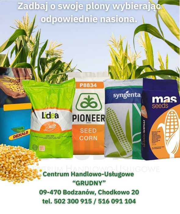 Kukurydza MAS 23.M 50 tys. nasion MAS 306 P 50 tys. nasion