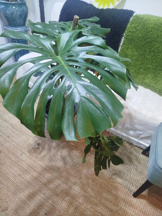 Monstera Deliciosa (Costela-de-Adão) Grande