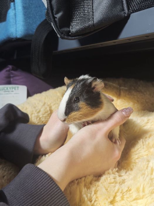 Милі морські свинки