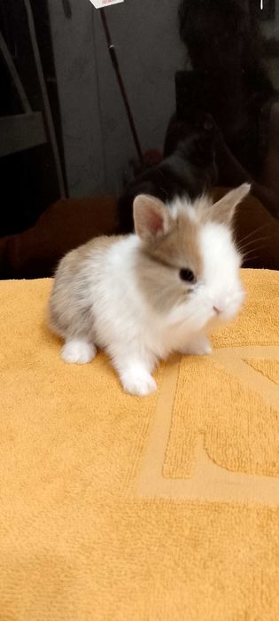 Króliczki miniaturki