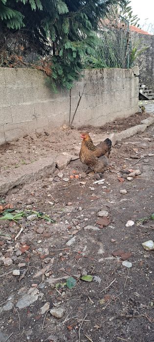 Ovos Galados Brahma Perdiz – Alta Fertilidade – Linhagem Gigante