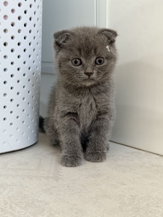 Продам шотландських кошенят.