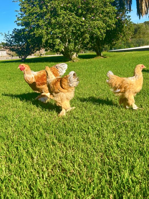 Trio brahma.