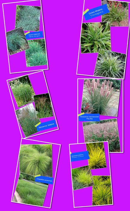 Багаторічні сортові декоративні злаки трави для саду