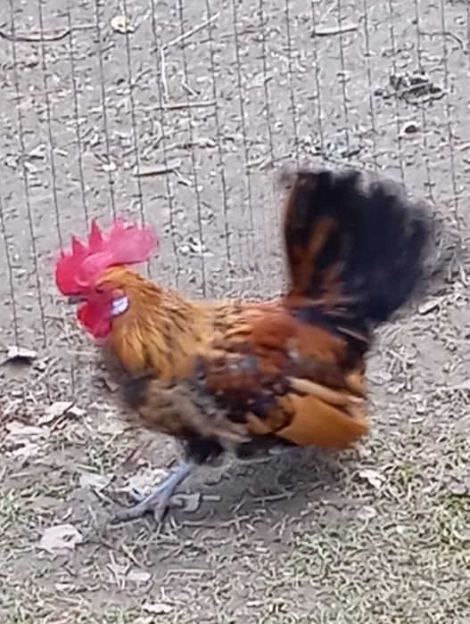 Sprzedam koguta miniaturkę