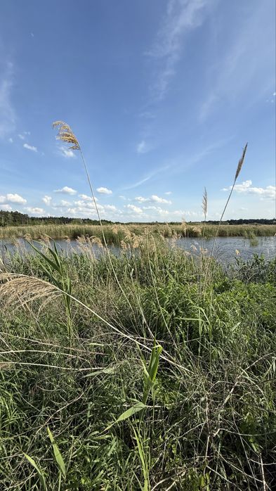 Ділянка 8 га, с. Романків, Підгірці, Київська область