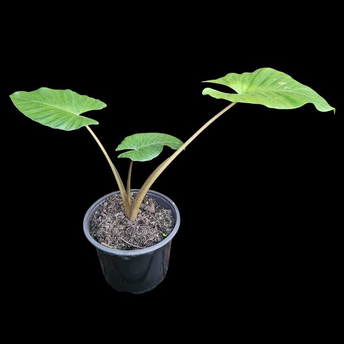 Planta Colocasia