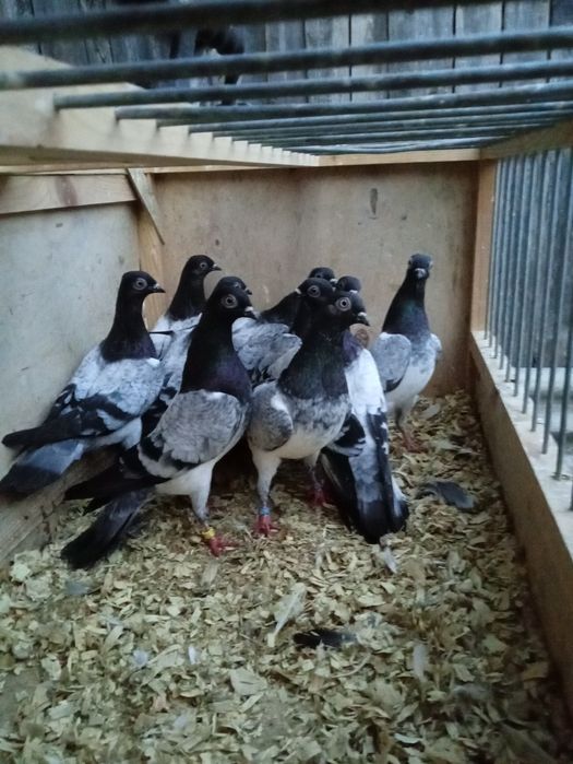 Deresze deresze Gonione