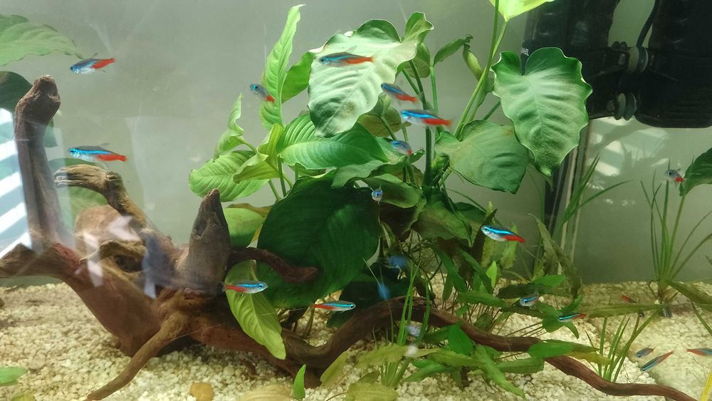 Okazja ! Akwarium z życiem 100L