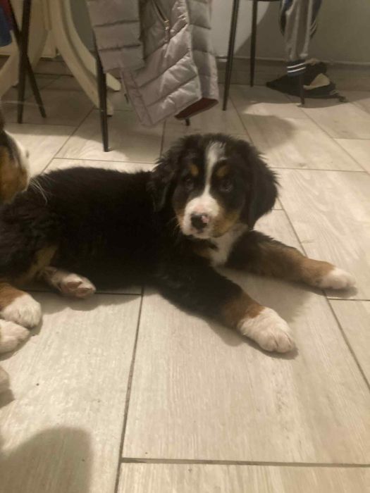 Bernenski Pies Pasterski