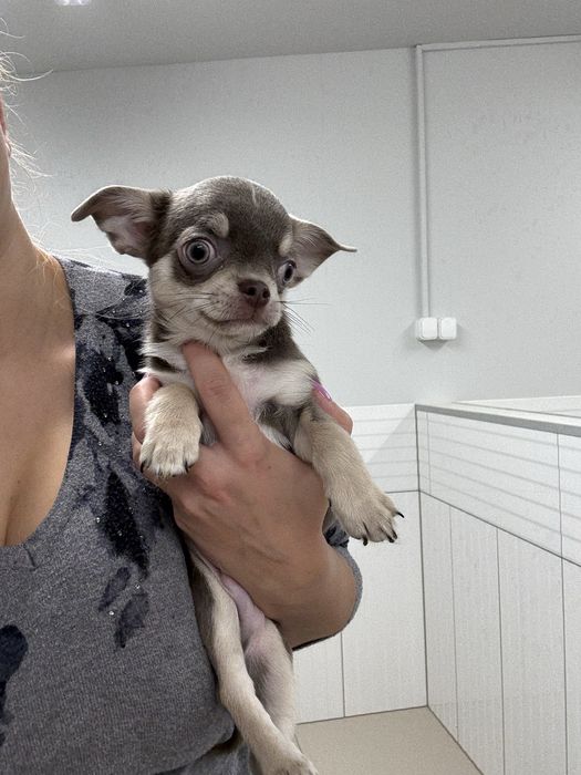 Chłopczyk chihuahua FCI