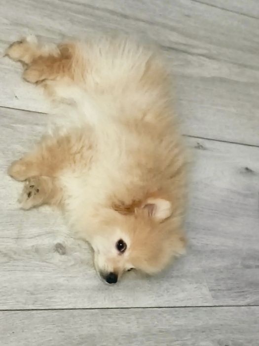 Шпіцюля шукає родинну